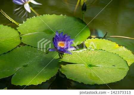 紫色的睡蓮漂浮在水面上 紫色的睡蓮漂浮在水面上 142373313
