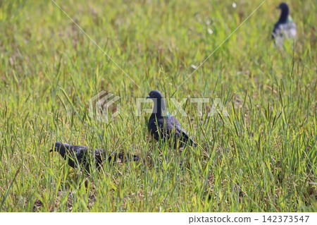 Rock doves foraging in a rice paddy Rock doves foraging in a rice paddy 142373547
