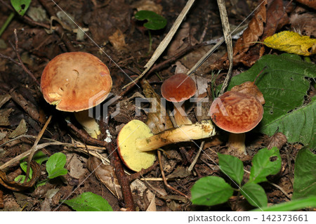 A medium-sized Boletus mushroom characterized by its wrinkled orange cap and yellow pores (Japanese native fungi, mushroom ecology macro photography). A medium-sized Boletus mushroom characterized by its wrinkled orange cap and yellow pores (Japanese native fungi, mushroom ecology macro photography). 142373661