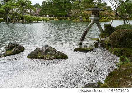 春天的兼六園，櫻花盛開 142373690