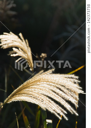 Pampas grass gleaming in the autumn sun Pampas grass gleaming in the autumn sun 142373738