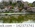 盛開的歌津山 142373741