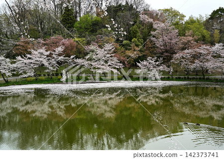 Mt. Utatsu in full bloom Mt. Utatsu in full bloom 142373741