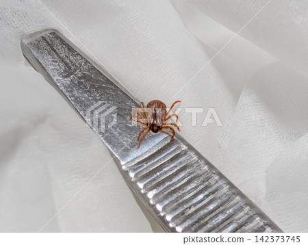 Ticks collected in Chiba Prefecture Ticks collected in Chiba Prefecture 142373745