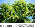 A fruit tree landscape photographed under a blue sky, showing a chestnut tree laden with numerous green burrs before harvest. 142373802