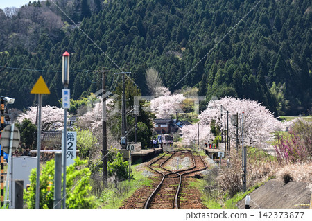 Noto Railway Nishigishi Station with cherry blossoms in full bloom Noto Railway Nishigishi Station with cherry blossoms in full bloom 142373877