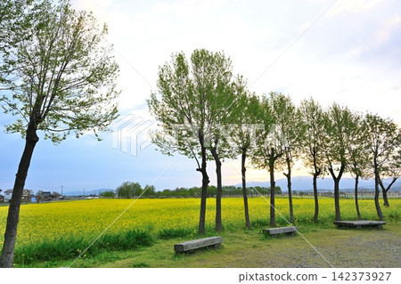 A field of rapeseed flowers and trees adorning Fukushima Lagoon in the morning (Niigata City, Niigata Prefecture) A field of rapeseed flowers and trees adorning Fukushima Lagoon in the morning (Niigata City, Niigata Prefecture) 142373927