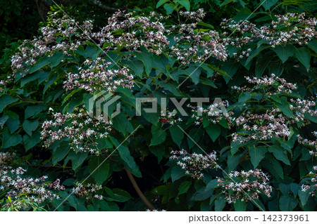 Clerodendrum flowers blooming in the shade Clerodendrum flowers blooming in the shade 142373961