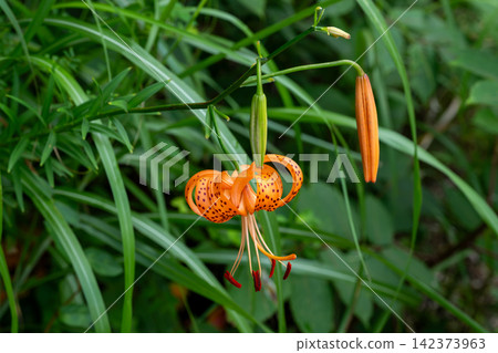 Tiger lilies growing on the side of a mountain road 142373963