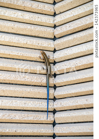 Japanese lizard on the wall of my house Japanese lizard on the wall of my house 142373965