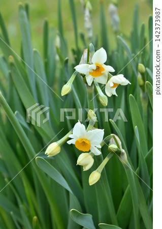 大阪城梅樹林的水仙花 大阪城梅樹林的水仙花 142373987
