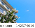A refreshing summer scene of crape myrtle trees blooming with delicate flowers against a blue sky, and buildings. 142374019