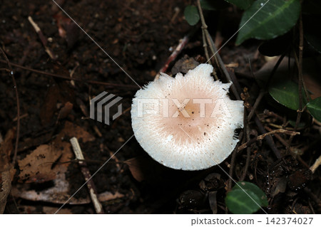 A beautiful mushroom characterized by its pale pink cap on a white background with striated lines (Japanese natural fungi, mushroom ecology macro photography) A beautiful mushroom characterized by its pale pink cap on a white background with striated lines (Japanese natural fungi, mushroom ecology macro photography) 142374027