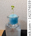 Hydroponic cultivation in bottles 142374039