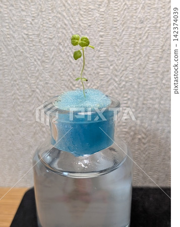 瓶中水耕 瓶中水耕 142374039