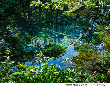 Kaminoko Pond, Hokkaido: Crystal-clear spring water and fallen trees submerged at the bottom, with ripples spreading across the cobalt blue surface (high definition, large format compatible). Kaminoko Pond, Hokkaido: Crystal-clear spring water and fallen trees submerged at the bottom, with ripples spreading across the cobalt blue surface (high definition, large format compatible). 142374078