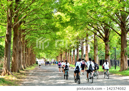 People walking along the metasequoia tree-lined avenue in Hiratsuka General Park People walking along the metasequoia tree-lined avenue in Hiratsuka General Park 142374082