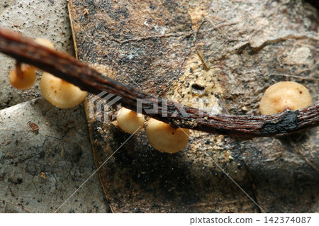 Close-up of the ventral side of small, beige cup fungi lined up on a withered vine branch (Japanese natural fungi/mushroom macro photography) 142374087