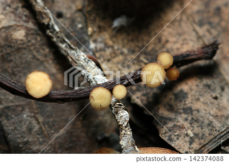 A dead vine branch lined with small, beige cup fungi (Japanese field fungi, mushroom ecology macro photography) A dead vine branch lined with small, beige cup fungi (Japanese field fungi, mushroom ecology macro photography) 142374088