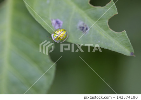 A metallic green tortoise beetle ,Cassidinae, rests on a leaf with signs of insect damage in Yuen Long. A metallic green tortoise beetle ,Cassidinae, rests on a leaf with signs of insect damage in Yuen Long. 142374190
