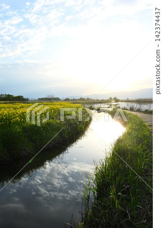 A stream reflecting the rising sun amid rapeseed blossoms in Fukushima Lagoon (Niigata City, Niigata Prefecture) A stream reflecting the rising sun amid rapeseed blossoms in Fukushima Lagoon (Niigata City, Niigata Prefecture) 142374437