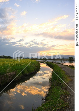 A stream reflecting the rising sun amid rapeseed blossoms in Fukushima Lagoon (Niigata City, Niigata Prefecture) A stream reflecting the rising sun amid rapeseed blossoms in Fukushima Lagoon (Niigata City, Niigata Prefecture) 142374438