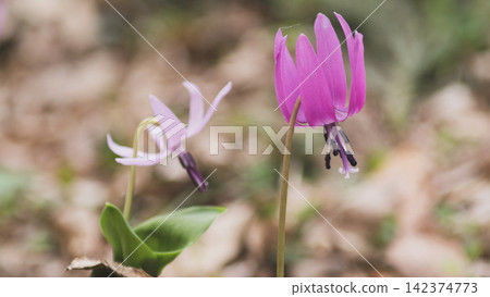 Delicate dogtooth violet flowers, with their reddish-purple and light pink blossoms side by side, in Akita Prefecture. 142374773