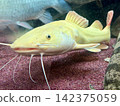 Skeleton Redtail Catfish (Gold) 142375059
