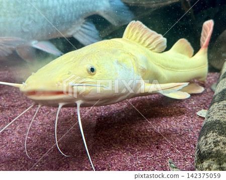 骨紅尾鯰魚(金色) 骨紅尾鯰魚(金色) 142375059