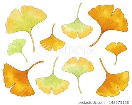 A visually appealing illustration of ginkgo leaves. A visually appealing illustration of ginkgo leaves. 142375168