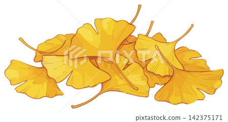 A visually appealing illustration of ginkgo leaves. 142375171