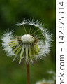 Dandelion's fluff 142375314
