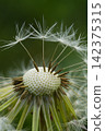 Dandelion's fluff 142375315