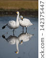 Tundra swan 142375447