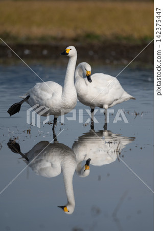 Tundra swan Tundra swan 142375447