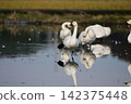 Tundra swan 142375448