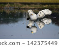 Tundra swan 142375449