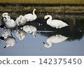 Tundra swan 142375450