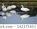 Tundra swan 142375451
