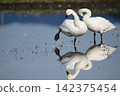 Tundra swan 142375454