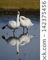 Tundra swan 142375456