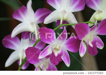 紫色蘭花被水浸濕 紫色蘭花被水浸濕 142375565
