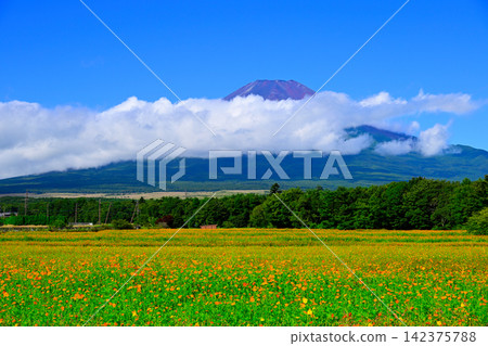 一片廣闊的花田,可以俯瞰富士山和藍天。 一片廣闊的花田,可以俯瞰富士山和藍天。 142375788