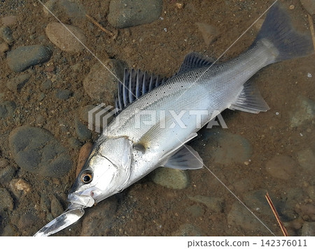 在相模川河口捕獲的一條年輕漂亮的海鱸魚。 142376011