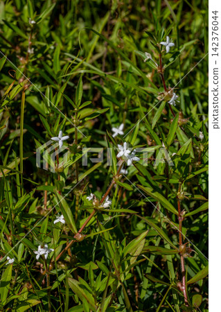 池塘邊生長的茜草 142376044