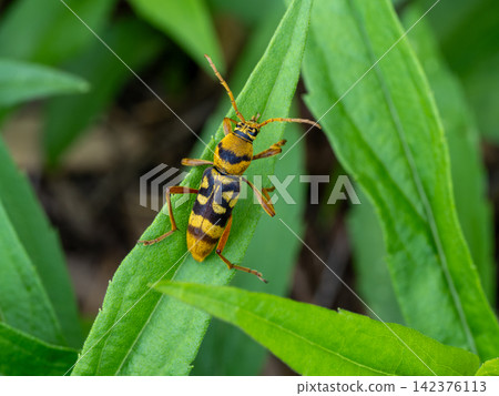 Chlorophorus chinensis on the leaves Chlorophorus chinensis on the leaves 142376113