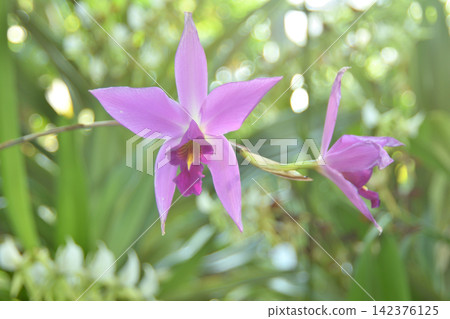 Laelia ankeps at Sakuya Konohana Kan Laelia ankeps at Sakuya Konohana Kan 142376125