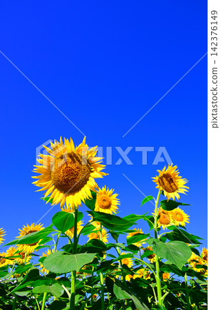 夏日藍天下的向日葵 夏日藍天下的向日葵 142376149