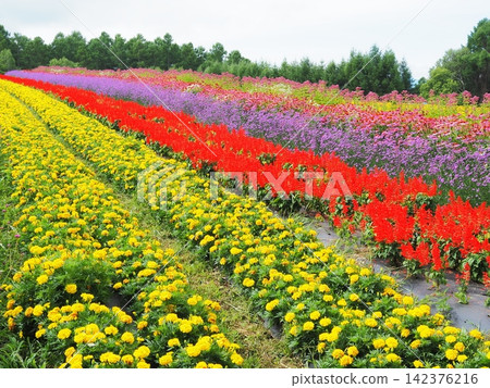 Nagano Prefecture: Colorful flower fields, August Nagano Prefecture: Colorful flower fields, August 142376216