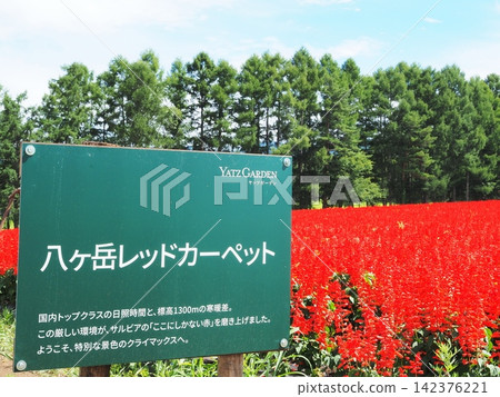 長野縣八岳紅毯，八月 142376221
